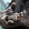 Chimpanzé, Zoo de Beauval