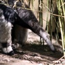 Fourmilier géant, Zoo de Beauval