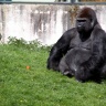 Gorille, Zoo de Beauval