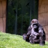 Gorille, Zoo de Beauval