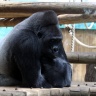 Gorille, Zoo de Beauval