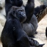 Gorille, Zoo de Beauval