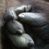 Gorille, Zoo de Beauval