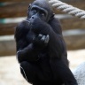 Gorille, Zoo de Beauval