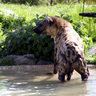 Hyène, Zoo de Beauval