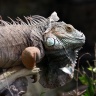 Iguane commun, Zoo de Beauval