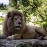 Lion blanc, Zoo de Beauval