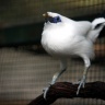 Loriquet joli, Zoo de Beauval