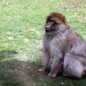 Magot, Zoo de Beauval