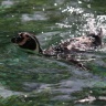 Manchot de Humboldt, Zoo de Beauval