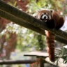 Panda roux, Zoo de Beauval