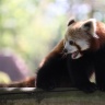 Panda roux, Zoo de Beauval