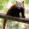 Panda roux, Zoo de Beauval