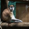 Patas, Zoo de Beauval