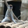 Patas, Zoo de Beauval