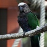 Perroquet maillé, Zoo de Beauval