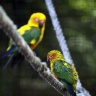 Perruche soleil, Zoo de Beauval