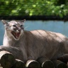 Puma, Zoo de Beauval