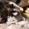 Raton-laveur, Zoo de Beauval