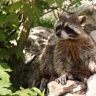 Raton-laveur, Zoo de Beauval