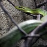 Serpent-ratier vert à queue rouge, Zoo de Beauval
