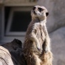 Suricate, Zoo de Beauval