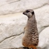 Suricate, Zoo de Beauval