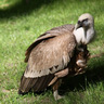 Vautour fauve, Zoo de Beauval