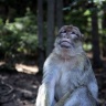 Montagne des singes, Kintzheim