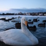 Cygne, lac Tjörnin Reykjavík Islande