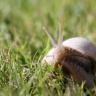 Escargot en Suède