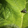 Mouche en Suède