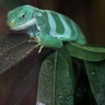 Iguane des Fidji