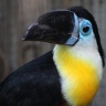 Toucan Vitellin