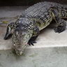 Crocodile du Nil, Ménagerie du Jardin des Plantes de Paris