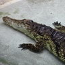 Crocodile du Nil, Ménagerie du Jardin des Plantes de Paris