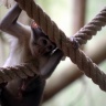 Mangabey couronné, Ménagerie du Jardin des Plantes de Paris