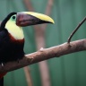 Toucan de Swainson, Ménagerie du Jardin des Plantes de Paris