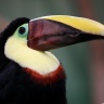 Toucan de Swainson, Ménagerie du Jardin des Plantes de Paris