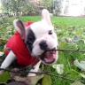 Hoxane, French bulldog (8 weeks)