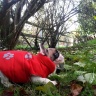 Hoxane, French bulldog (8 weeks)