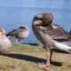 Oies, lac Tj�rnin Reykjav�k Islande