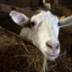 Ch�vre de la ferme de la Doudou (91)