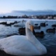 Cygne, lac Tj�rnin Reykjav�k Islande