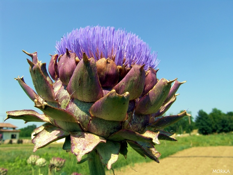 Fleur d'artichaut