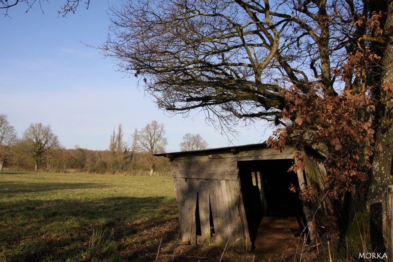 Cabane en bois