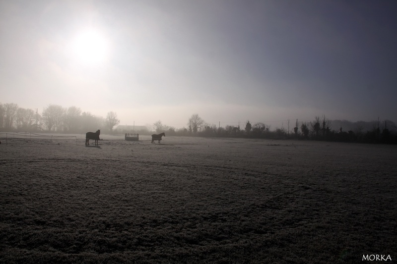 Prairie dans la brume