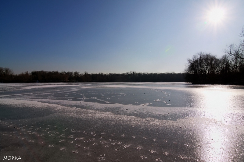 Empreintes d'oiseaux sur le lac d'Ollainville gelé