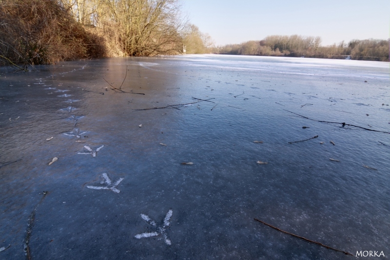 Empreintes d'oiseaux sur le lac d'Ollainville gelé