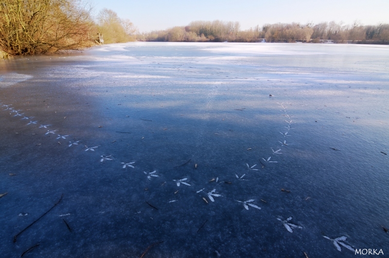 Empreintes d'oiseaux sur le lac d'Ollainville gelé